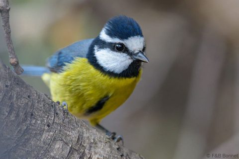 African Blue Tit_Spain-1