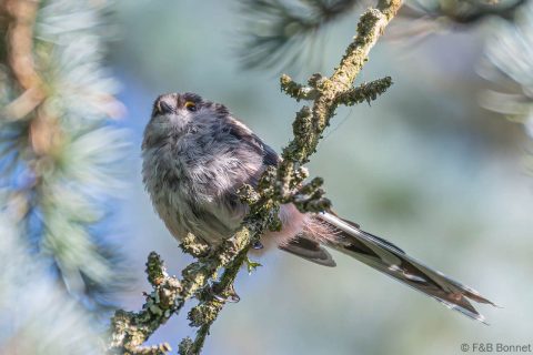 Long-tailed Tit_France-1