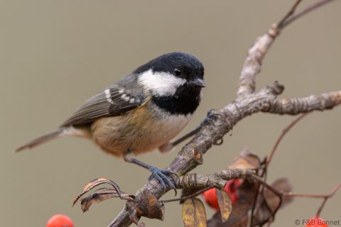 Coal Tit_Spain-1