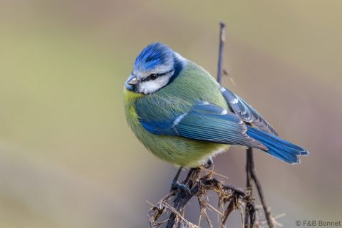 Eurasian Blue Tit_Spain-5