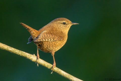 Eurasian Wren_France-1