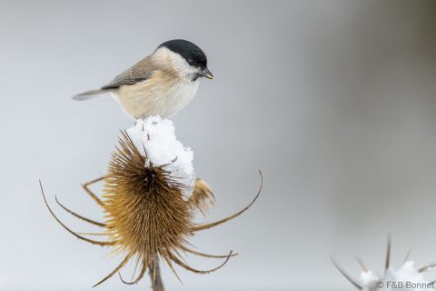 Marsh Tit_Spain-4