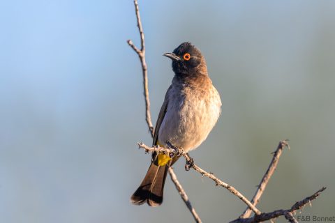 African red eyed bulbul south africa 10