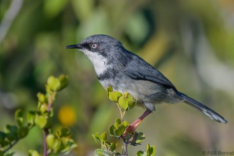 Bar-throated Apalis_South Africa-6