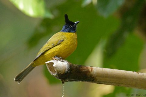 Black-crested Bulbul_China-1