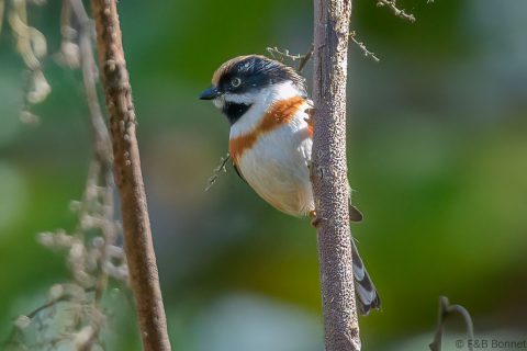 Black-throated Bushtit_Thailand-3