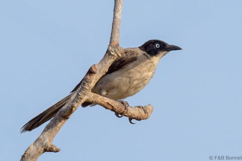 Blackcap babbler senegal 2