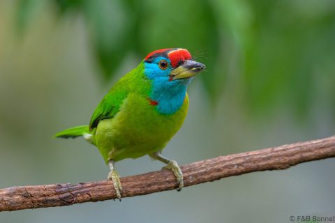 Blue-throated Barbet_China-1