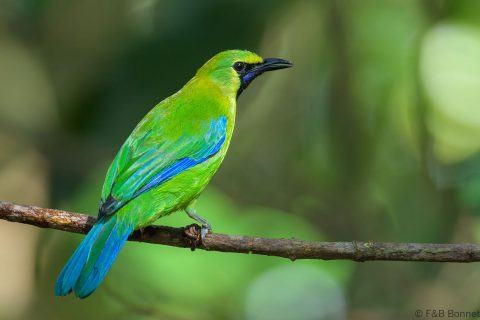 Blue winged leafbird thailande 4