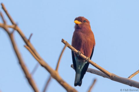 Broad-billed Roller_Senegal-1