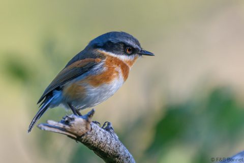 Cape Batis_South Africa-2