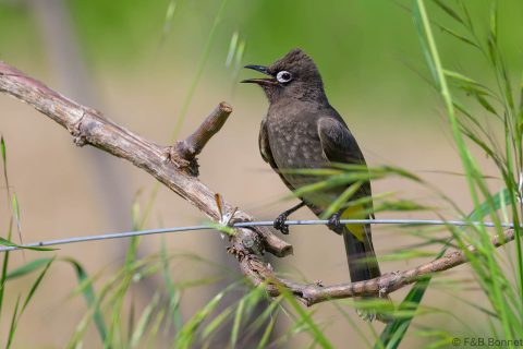 Cape bulbul south africa 4
