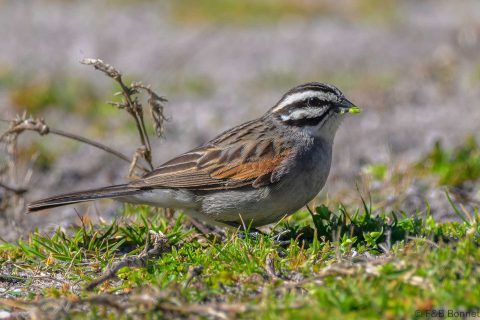 Cape Bunting_South Africa-1