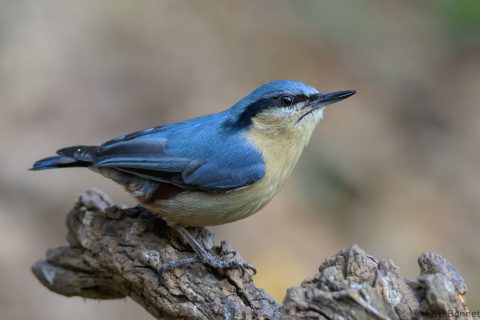 Chestnut vented nuthatch china 2