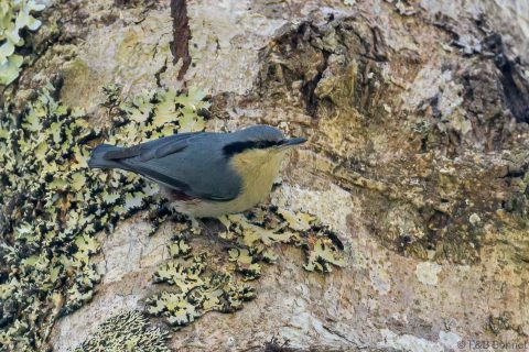 Chestnut-vented Nuthatch_Thailand-1