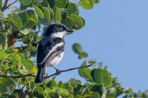 Chinspot Batis_South Africa-2