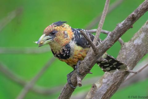 Crested Barbet South Africa