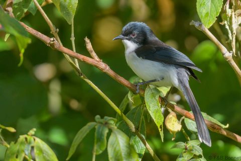 Dark backed sibia thailand 5