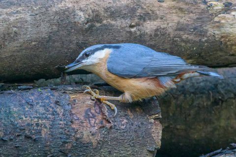 Eurasian Nuthatch_France-1
