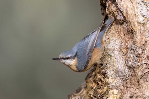 Eurasian nuthatch spain 4