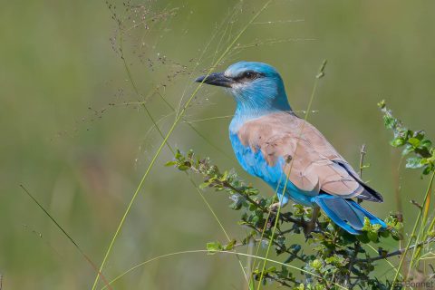 European Roller_South Africa-1