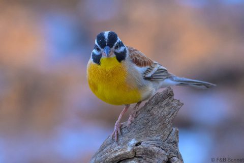 Golden breasted bunting south africa 5