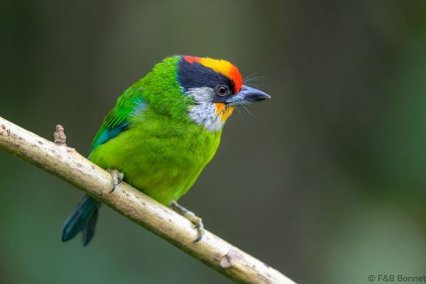 Golden-throated Barbet_China-4