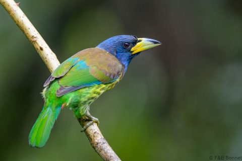 Great Barbet_China-5