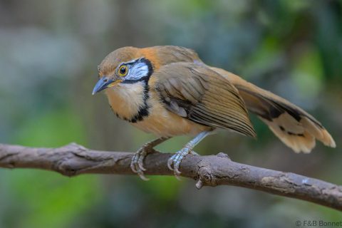 Greater necklaced laughingthrush thailand 2