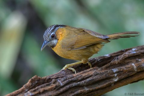 Grey-throated Babbler_China-4