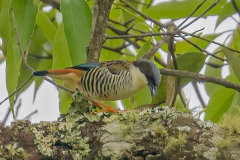 Himalayan cutia thailand 2