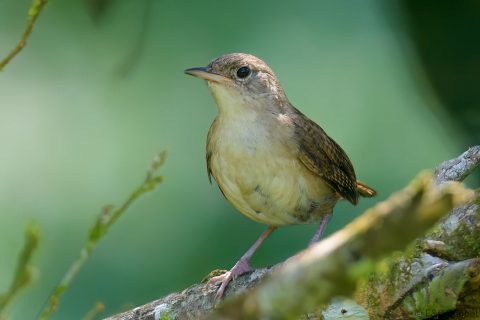House Wren_Ecuador-2
