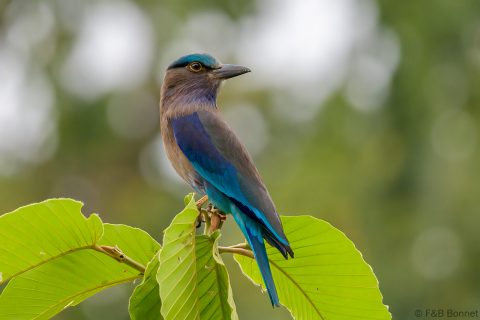Indochinese Roller_Thailand-2