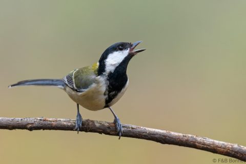Japanese Tit_Thailande-1
