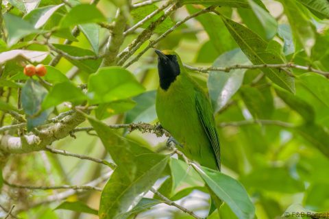 Lesser green leafbird thailande 3