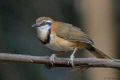 Lesser necklaced laughingthrush thailand 3