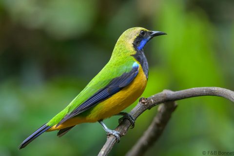 Orange bellied leafbird thailand 6