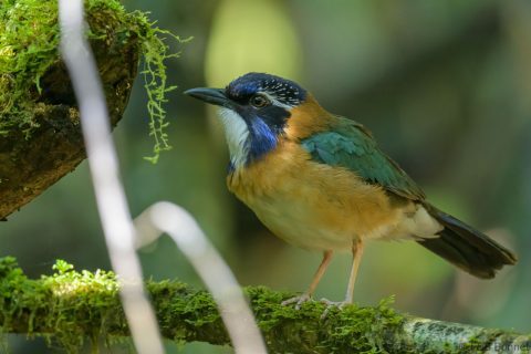 Pitta-like Ground Roller_Madagascar-3
