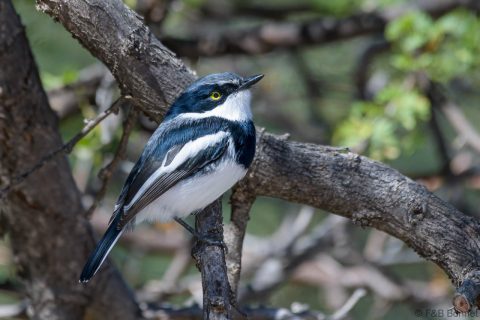 Pririt Batis_South Africa-1