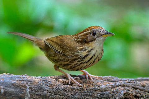 Puff-throated Babbler_China-2