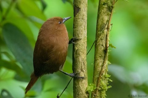 Rufous Wren_Ecuador-1