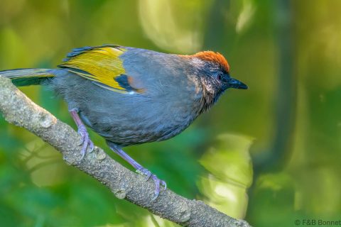 Silver eared laughingthrush thailand 3