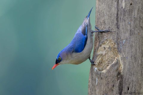 Velvet fronted nuthatch china 2