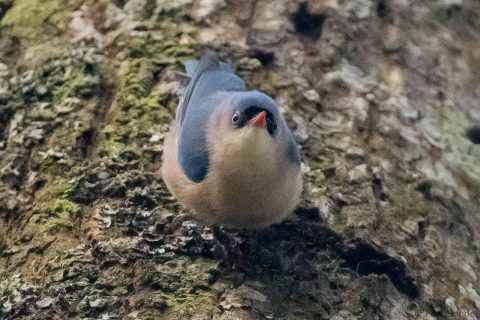 Velvet-fronted Nuthatch_Thailand-1
