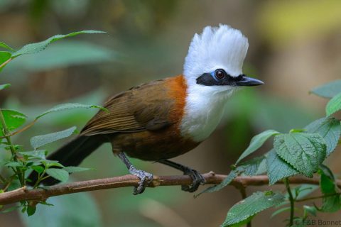 White crested laughingthrush china 8