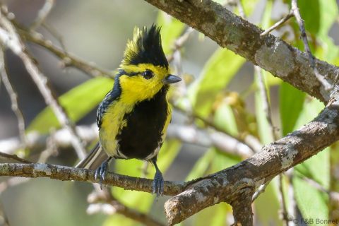 Yellow-cheeked Tit_Thailande-2