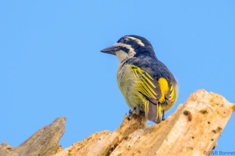 Yellow rumped Tinkerbird South Africa