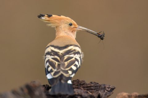 Eurasian Hoopoe_Spain-5