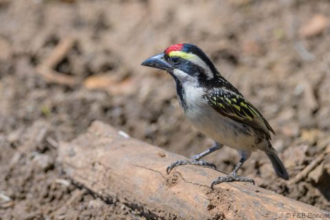 Acacia pied barbet south africa 3