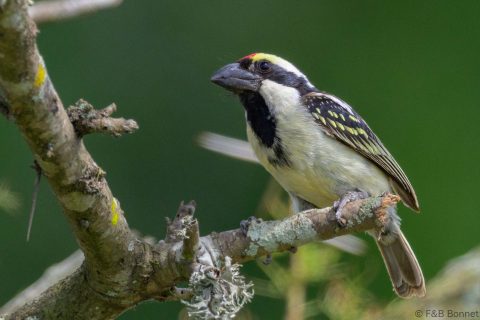Acacia Pied Barbet South Africa